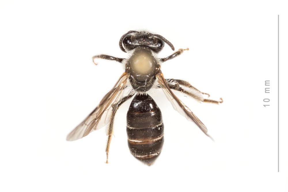 Andrena fulvicornis (Schenck, 1853)