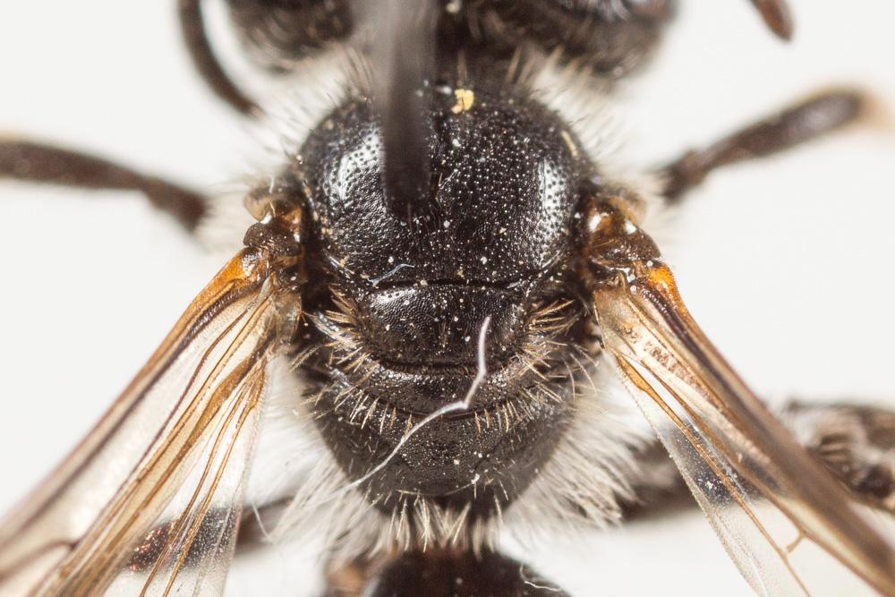 Andrena fulvicornis (Schenck, 1853)