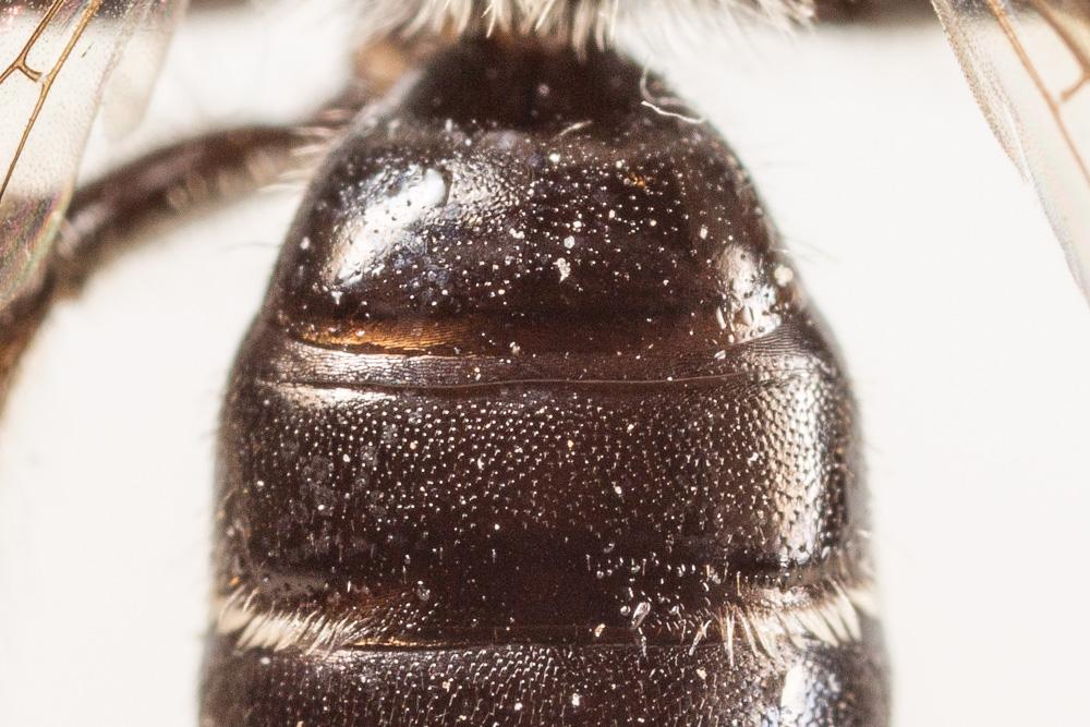 Andrena fulvicornis (Schenck, 1853)