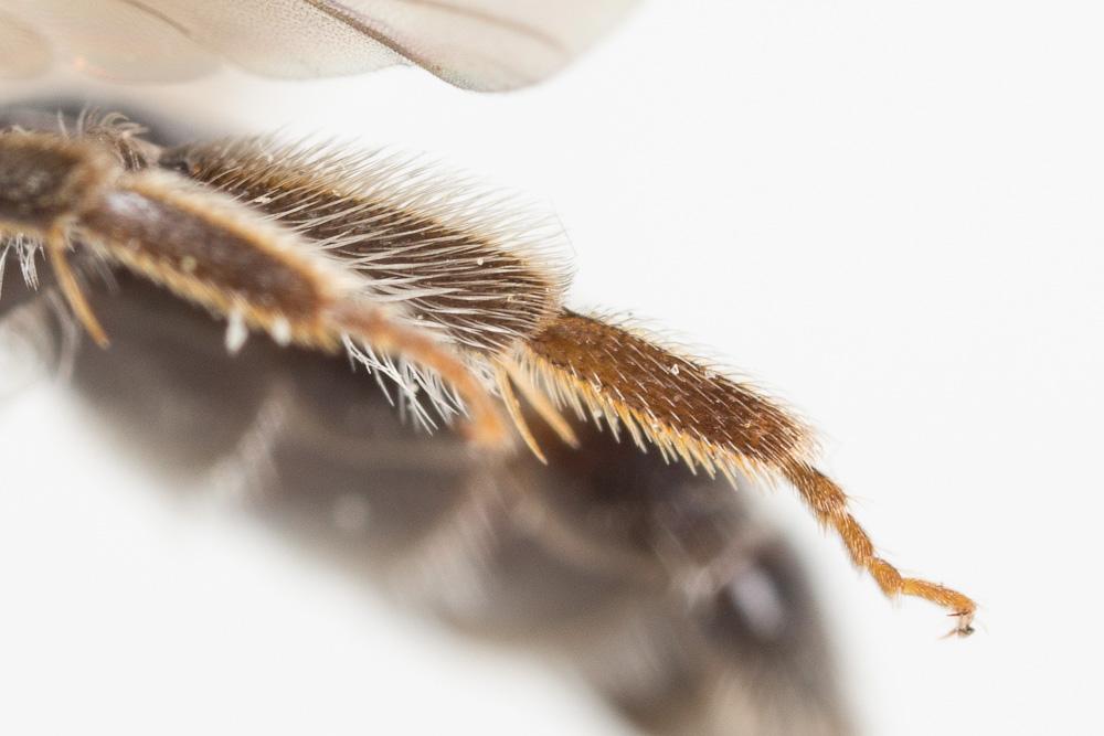 Andrena fulvicornis (Schenck, 1853)