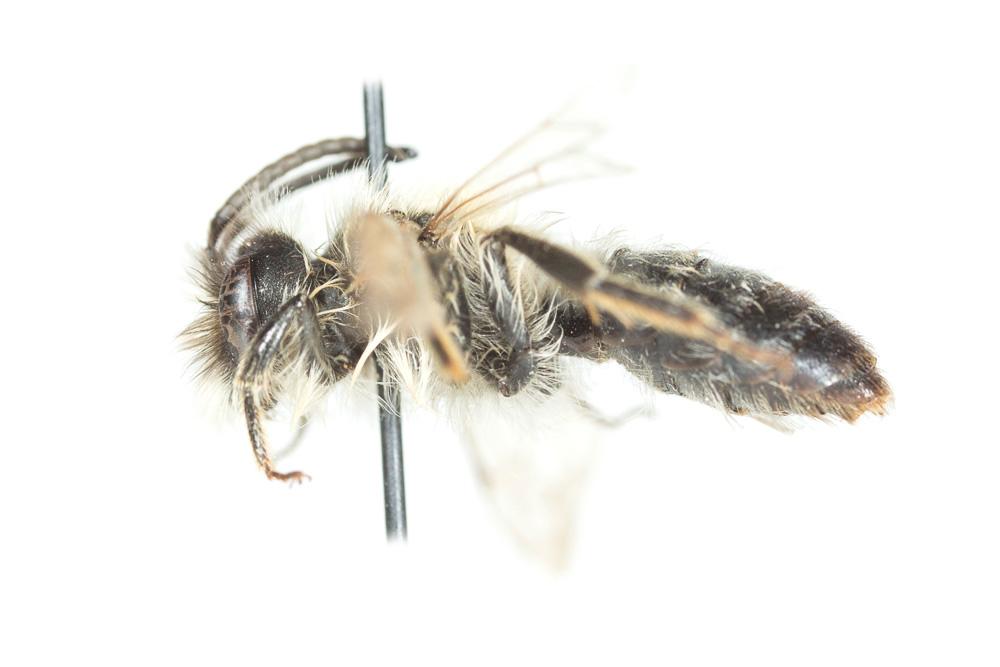  Andrena gravida Imhoff, 1832
