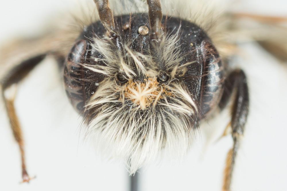 Andrena gravida Imhoff, 1832
