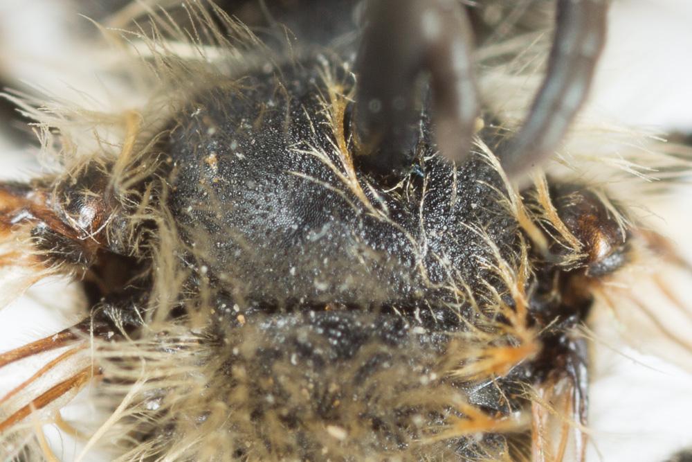 Andrena gravida Imhoff, 1832
