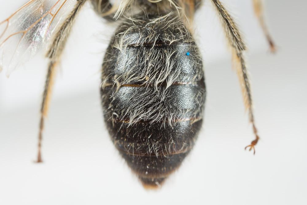 Andrena gravida Imhoff, 1832