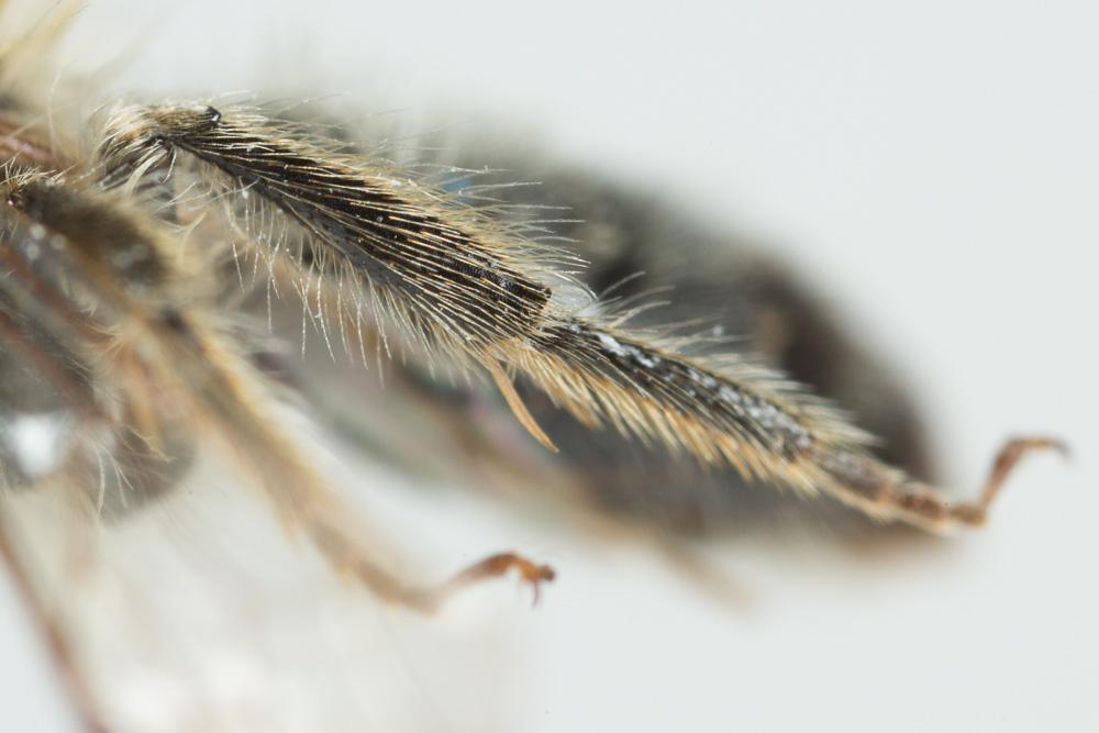 Andrena gravida Imhoff, 1832