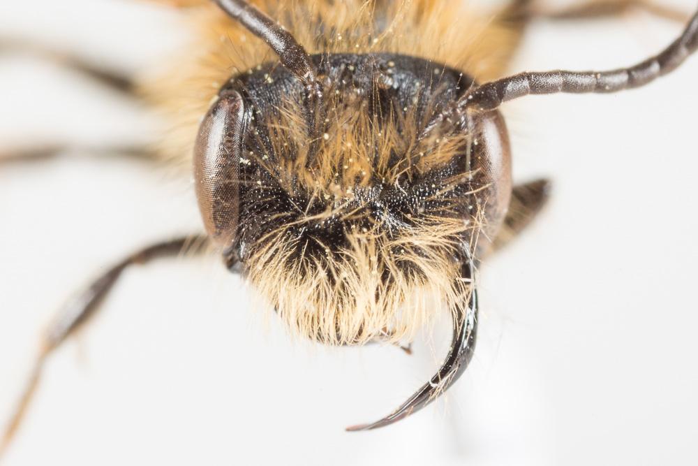  Andrena helvola (Linnaeus, 1758)