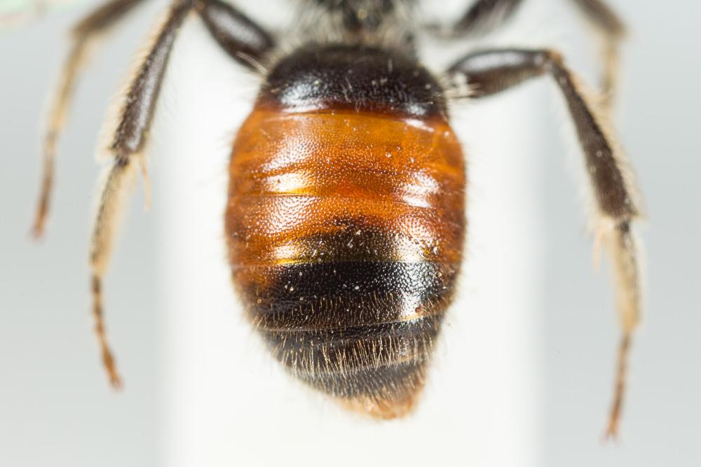  Andrena labiata Fabricius, 1781