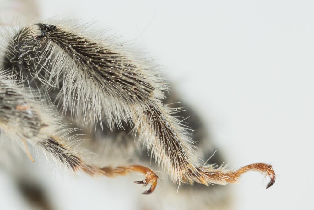 Andrena leucolippa Pérez, 1895