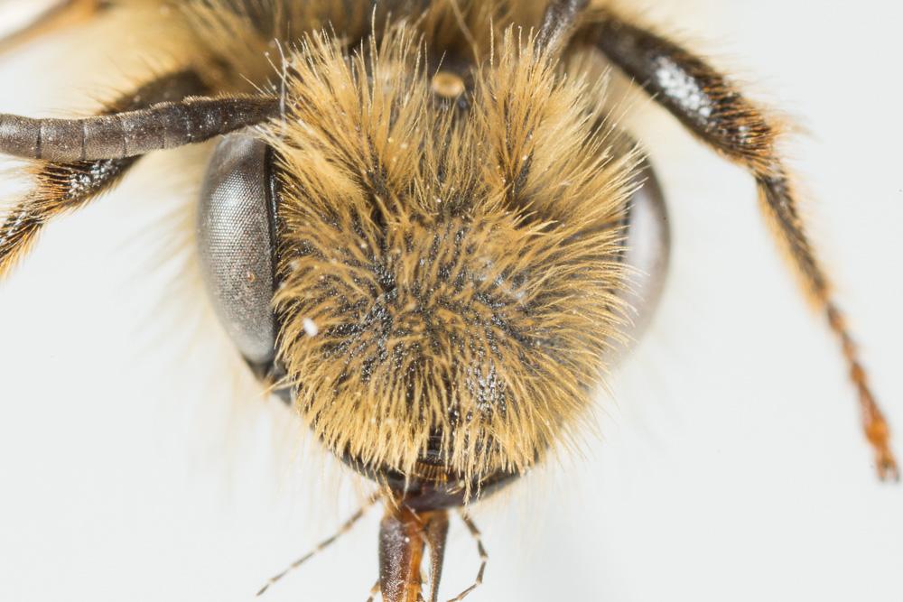 Andrena livens Pérez, 1895