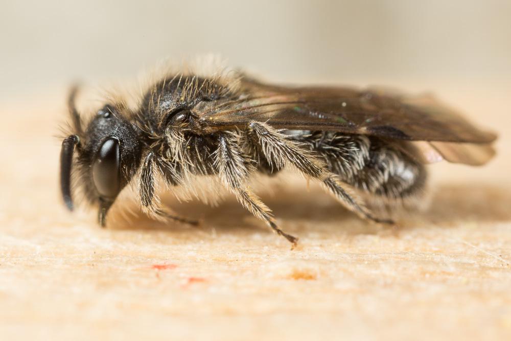  Andrena minutula (Kirby, 1802)