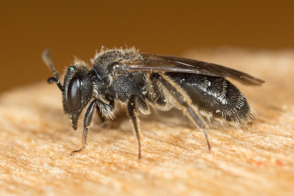  Andrena minutuloides Perkins, 1914