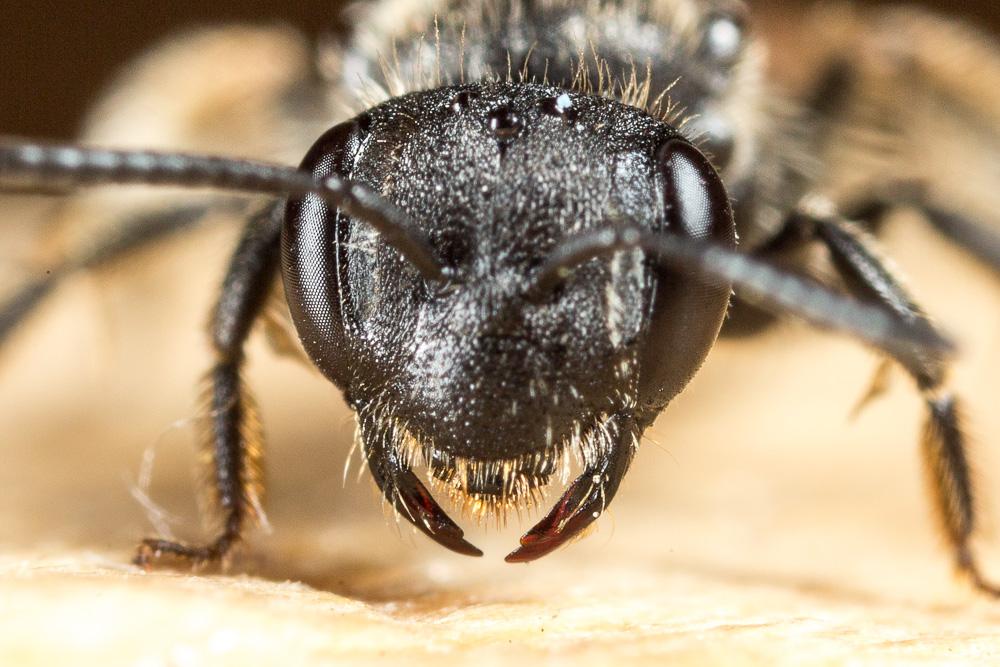 Andrena minutuloides Perkins, 1914