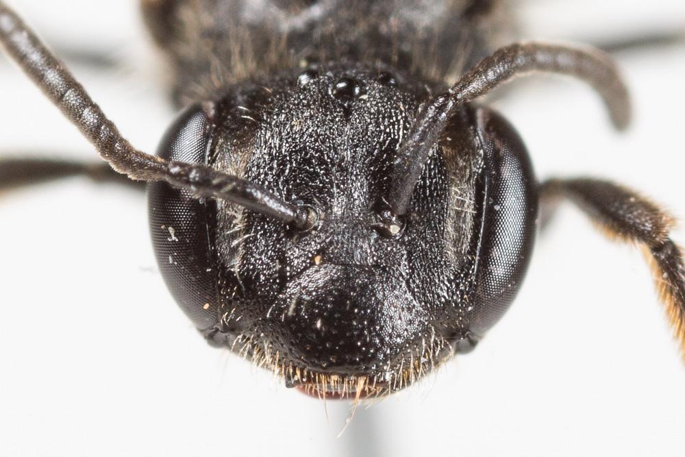 Andrena minutuloides Perkins, 1914