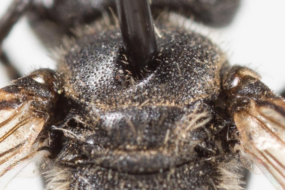 Andrena minutuloides Perkins, 1914