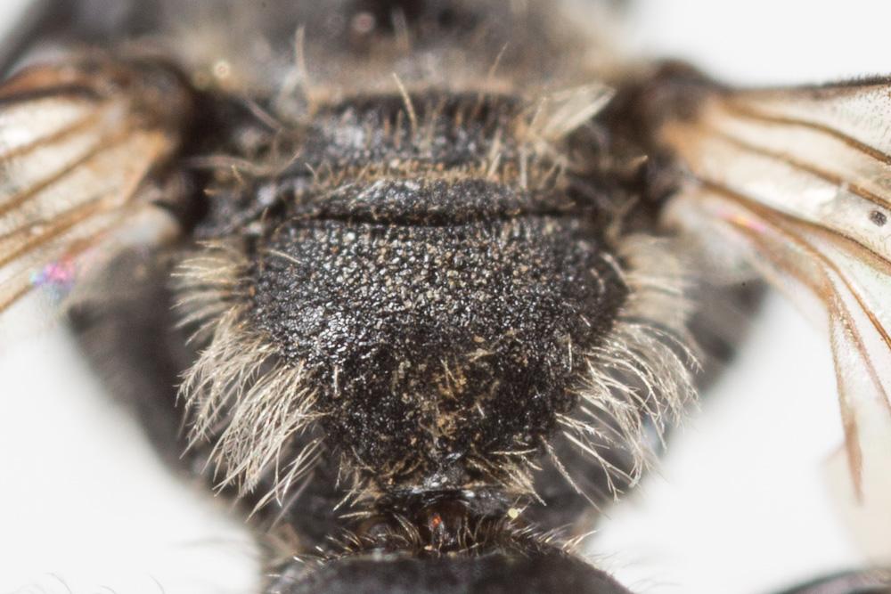Andrena minutuloides Perkins, 1914