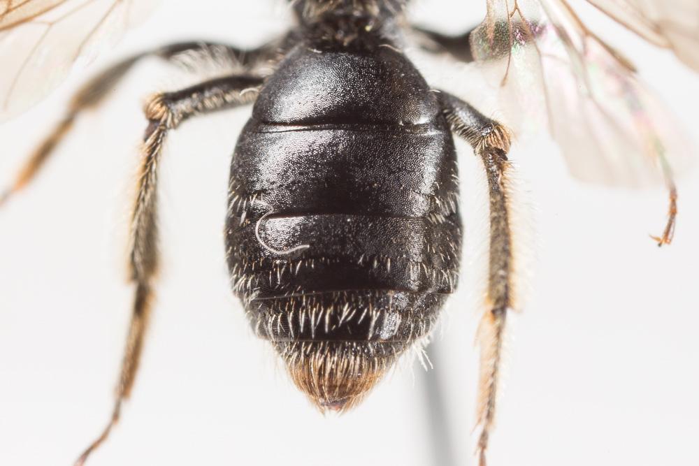 Andrena minutuloides Perkins, 1914