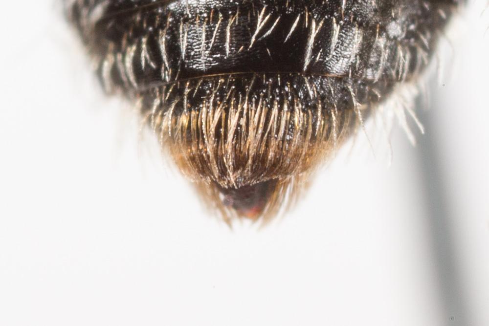 Andrena minutuloides Perkins, 1914