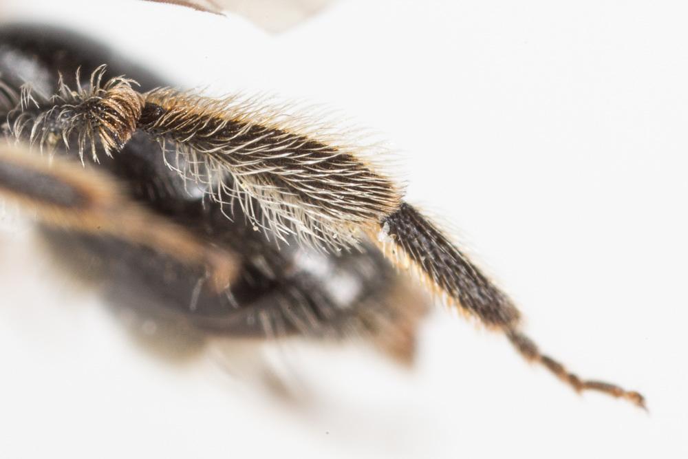 Andrena minutuloides Perkins, 1914
