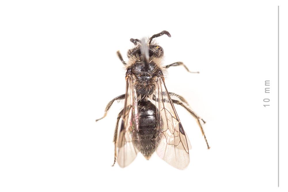 Andrena nana (Kirby, 1802)
