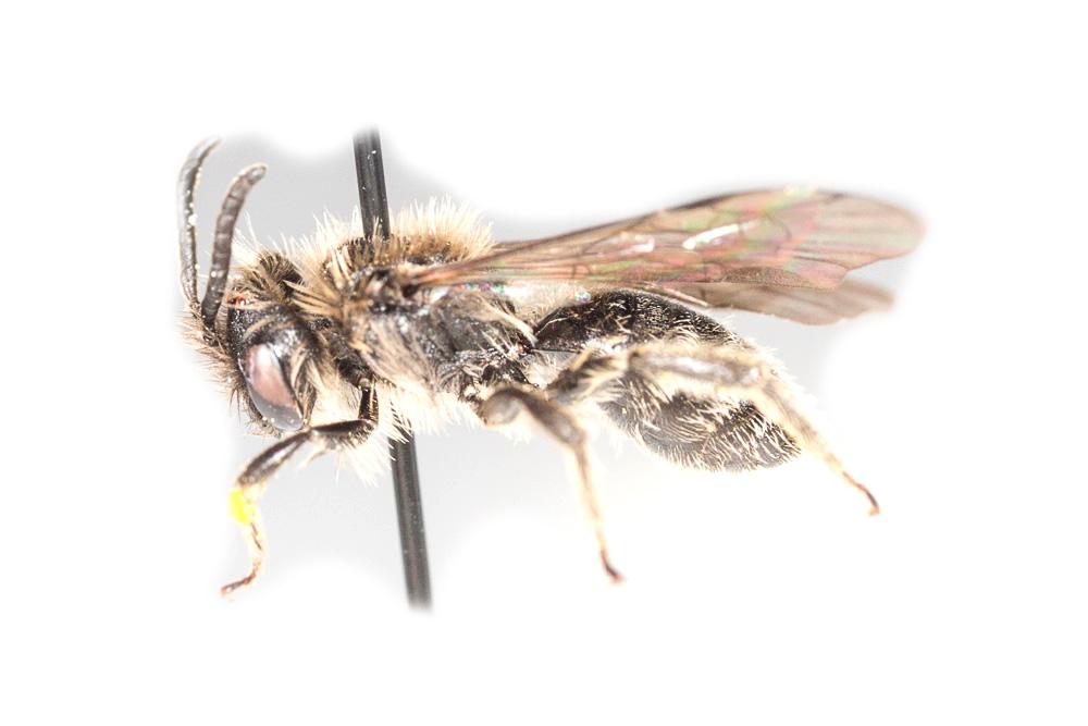  Andrena nana (Kirby, 1802)
