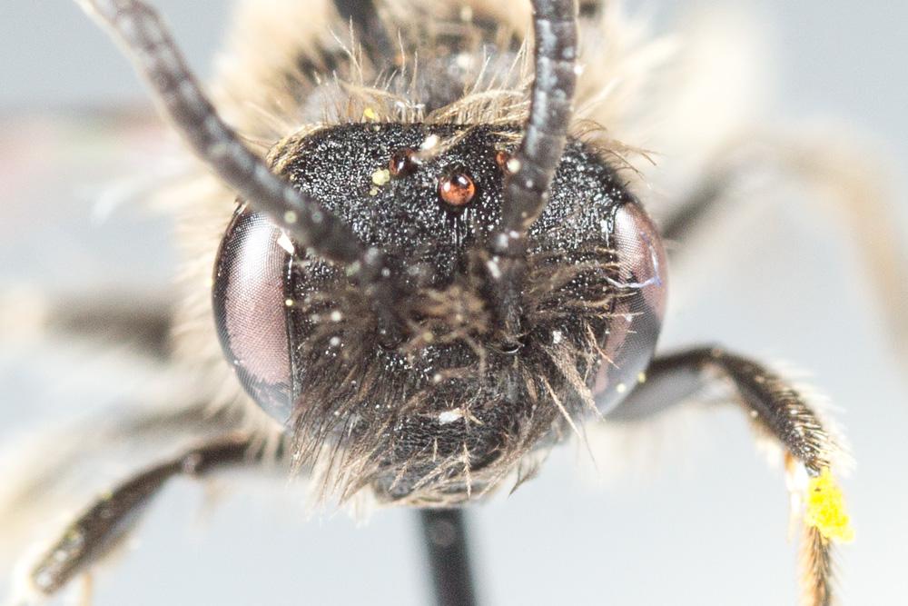 Andrena nana (Kirby, 1802)