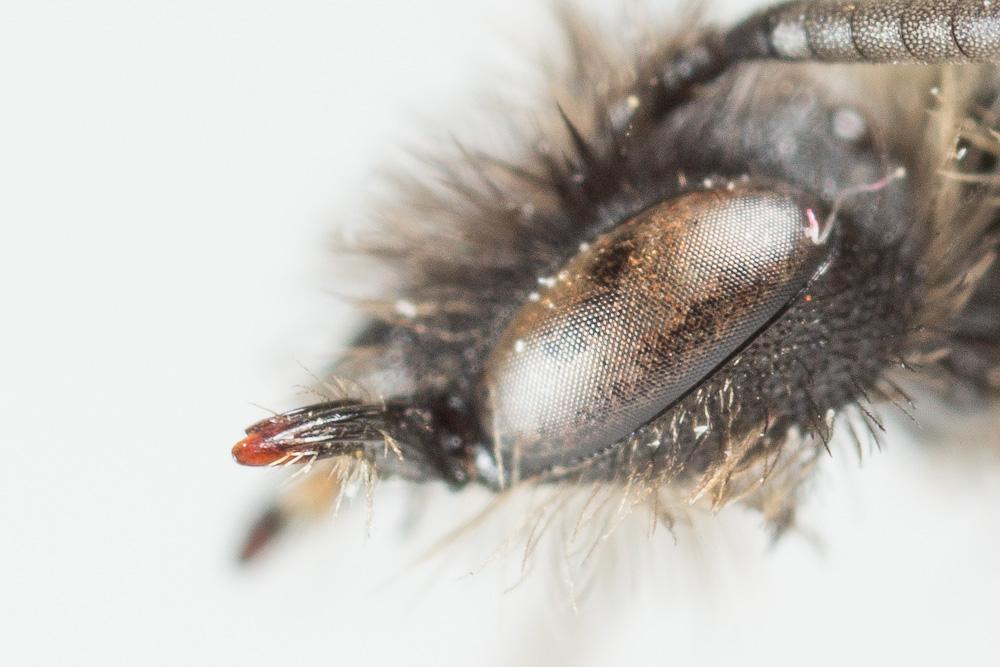 Andrena nana (Kirby, 1802)