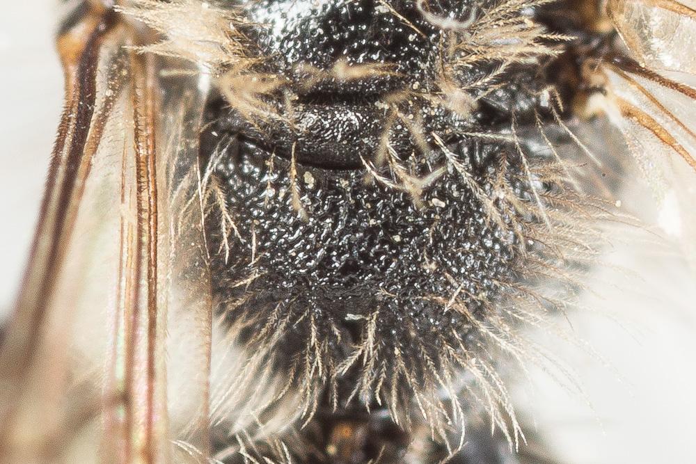  Andrena nana (Kirby, 1802)