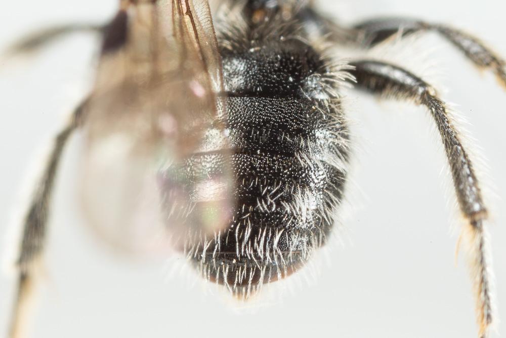 Andrena nana (Kirby, 1802)