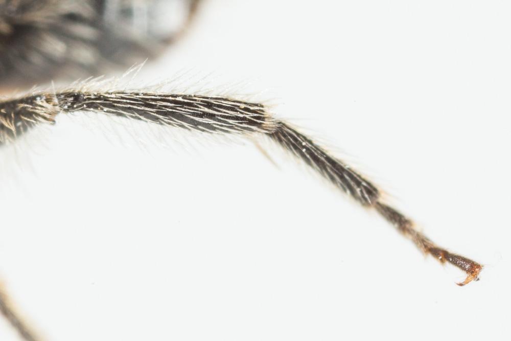  Andrena nana (Kirby, 1802)