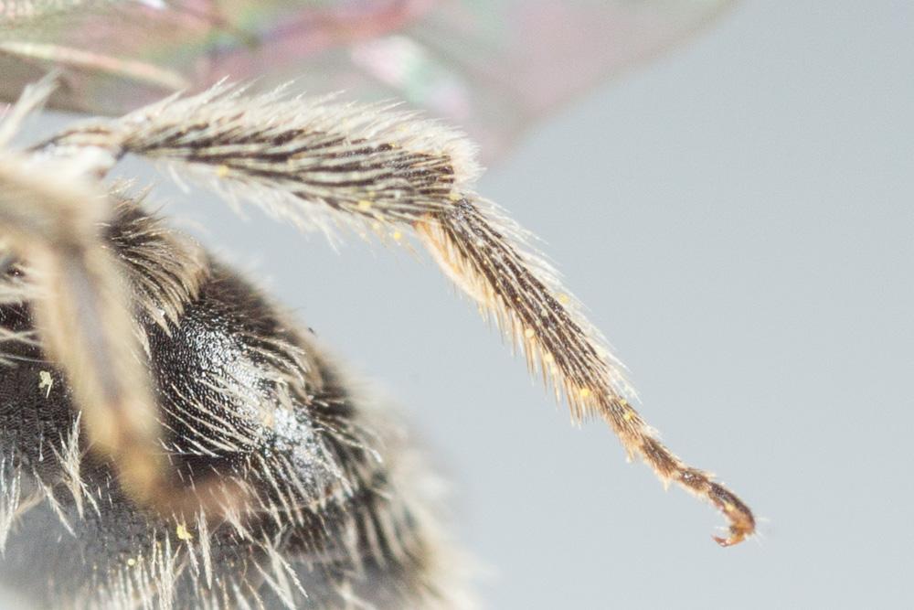 Andrena nana (Kirby, 1802)