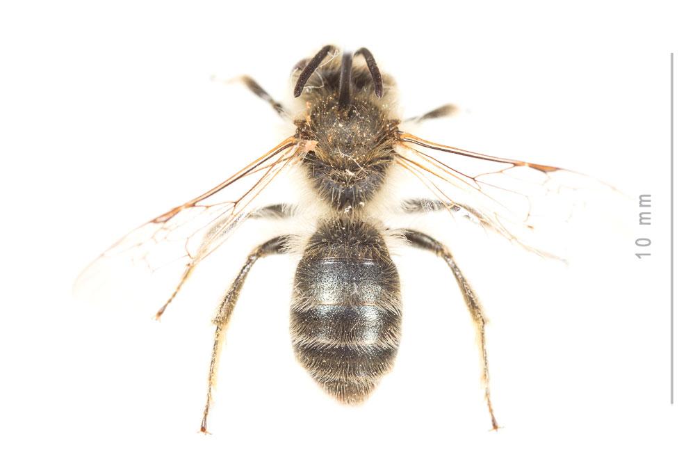 Andrena nigroolivacea Dours, 1873