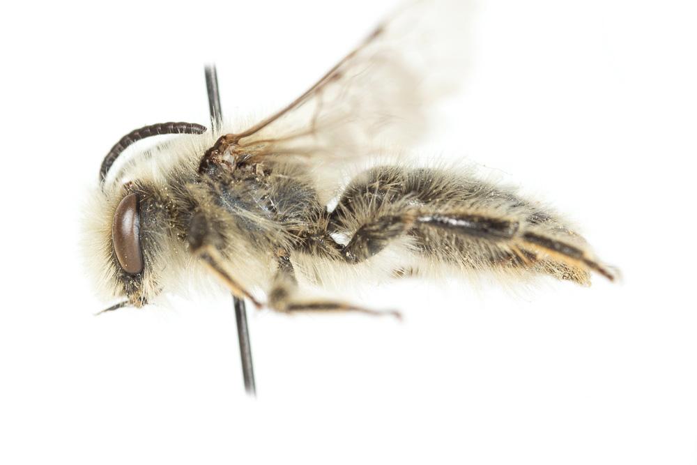 Andrena nigroolivacea Dours, 1873