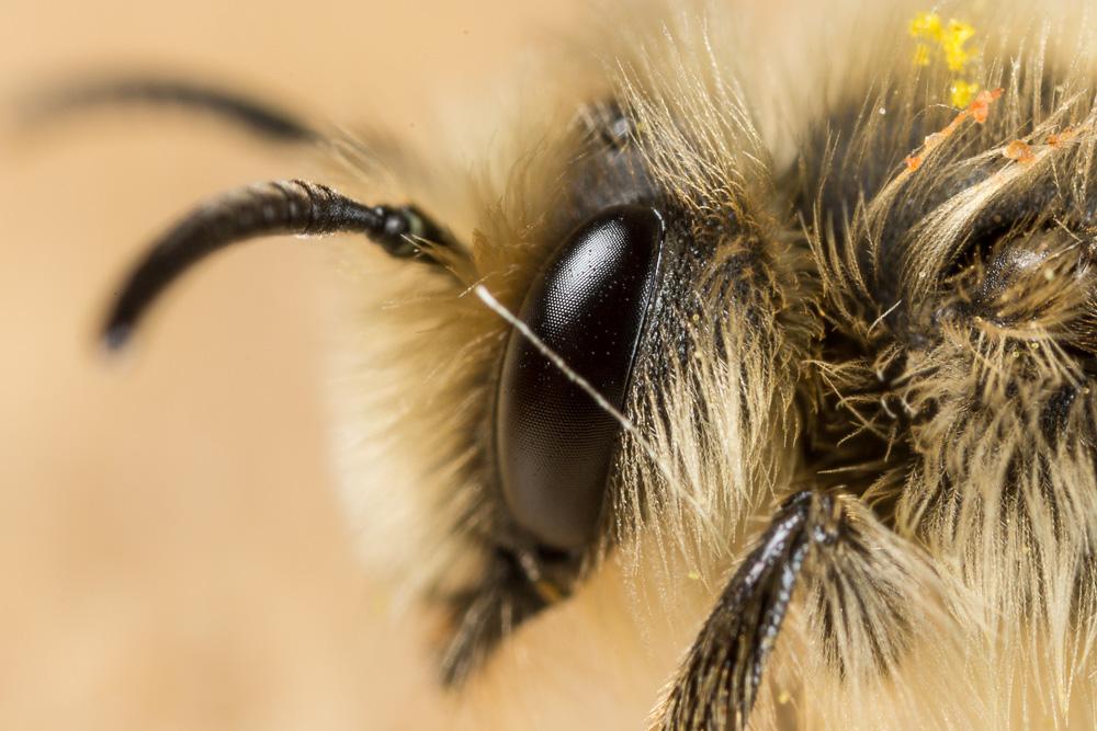 Andrena nigroolivacea Dours, 1873