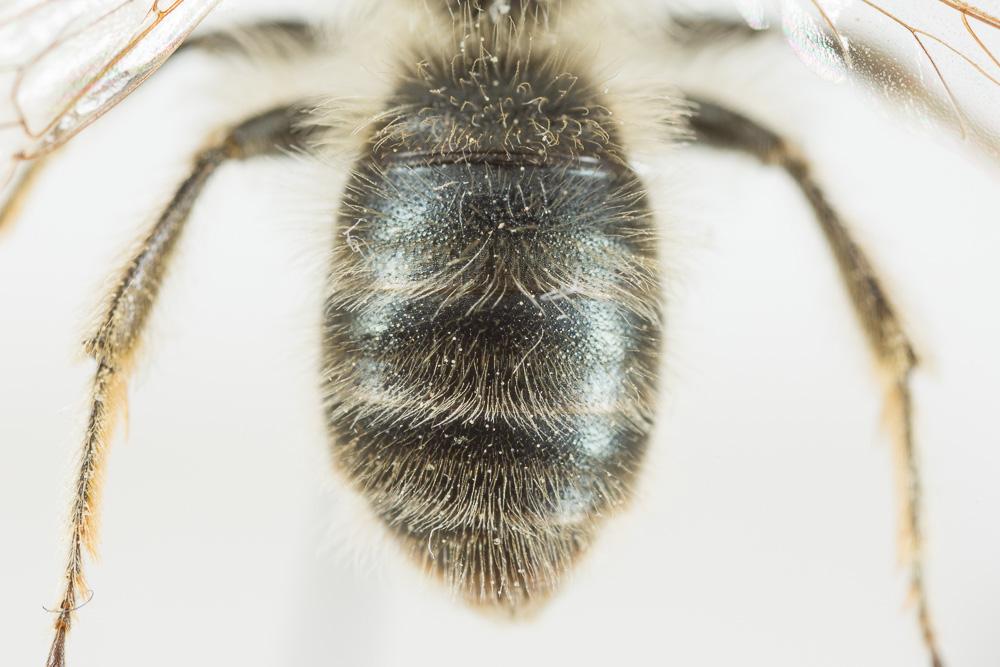 Andrena nigroolivacea Dours, 1873