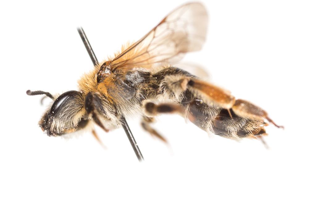 Andrena nigropilosa Warcke, 1967
