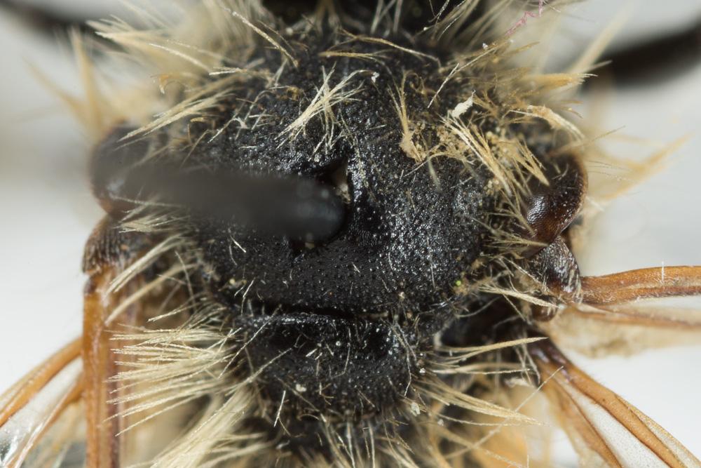 Andrena nitida (Müller, 1776)