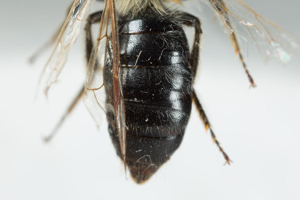 Andrena nitida (Müller, 1776)