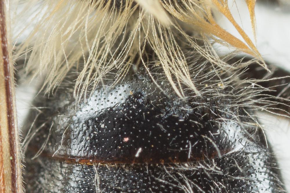 Andrena nitida (Müller, 1776)