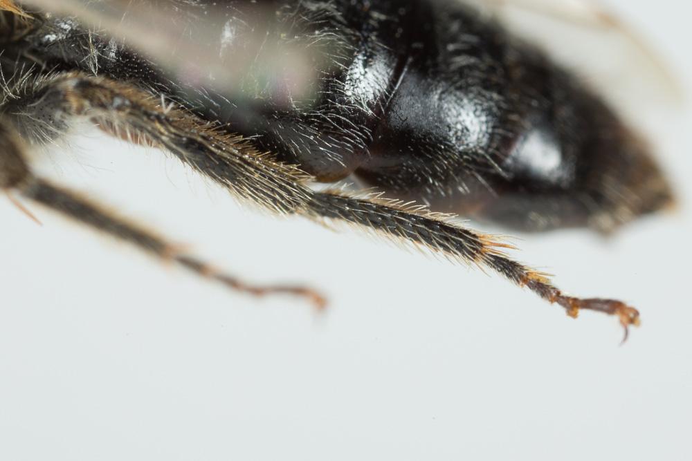 Andrena nitida (Müller, 1776)