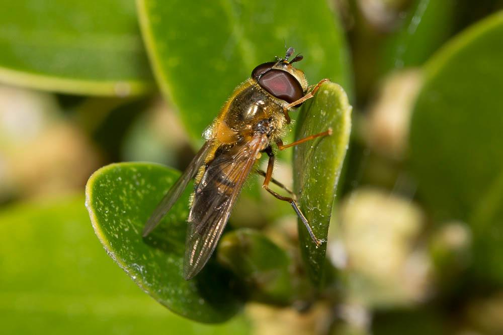 Epistrophe eligans (Harris, 1780)