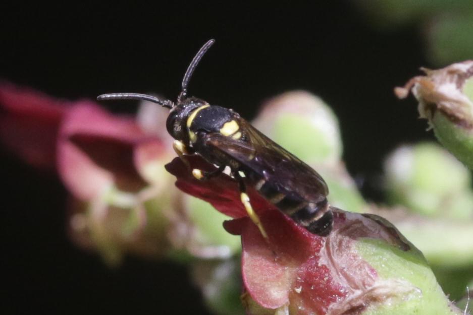 Hylaeus pictus (Smith, 1853)