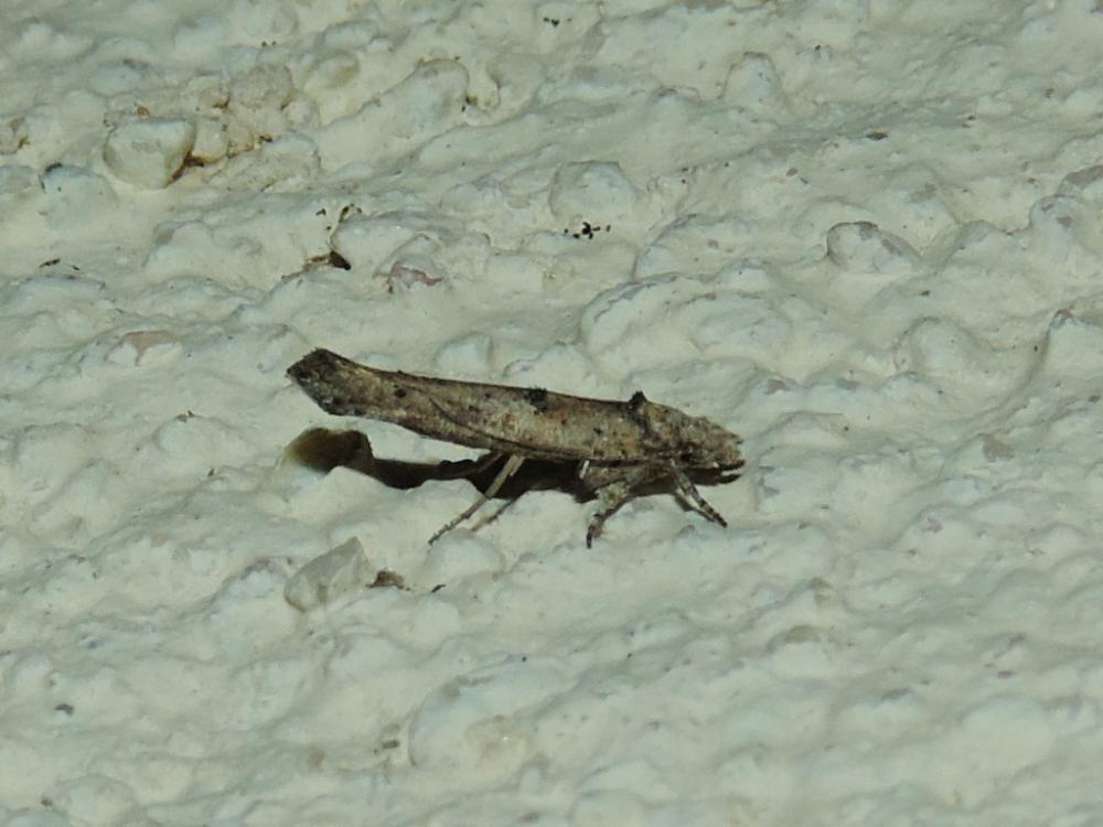 Zelleria oleastrella (Millière, 1864)