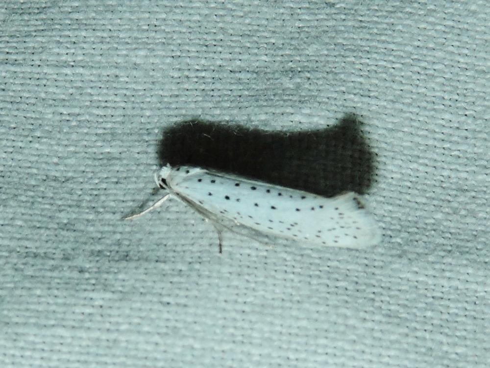 Yponomeuta evonymella (Linnaeus, 1758)