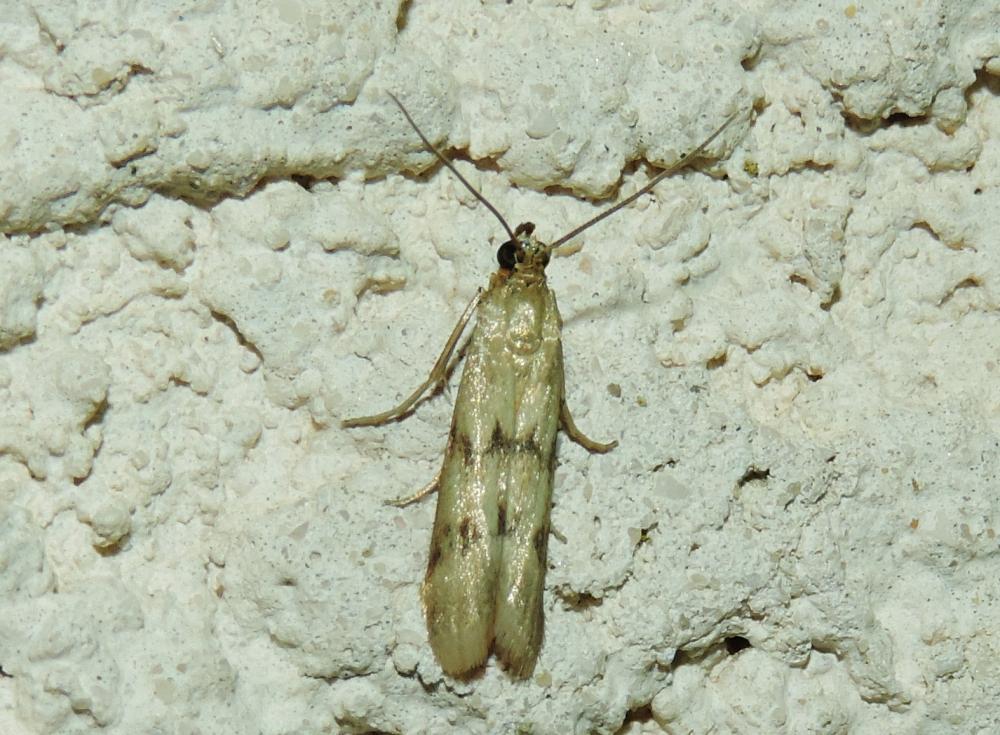 Homoeosoma sinuella (Fabricius, 1794)
