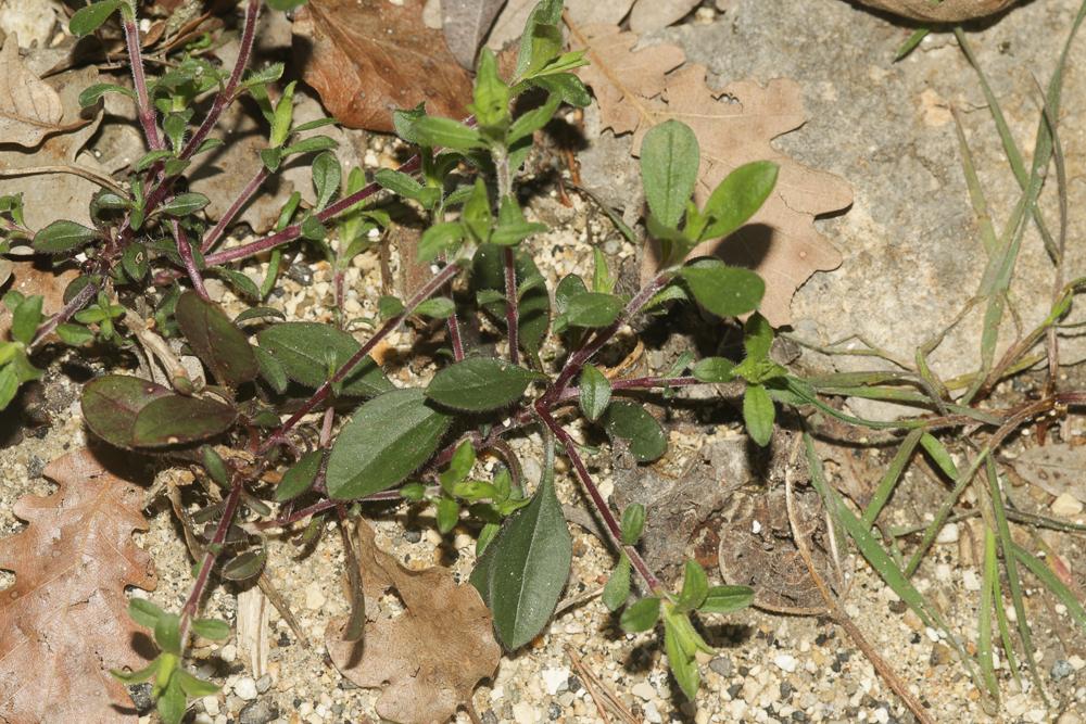 Saponaire faux-basilic Saponaria ocymoides L., 1753