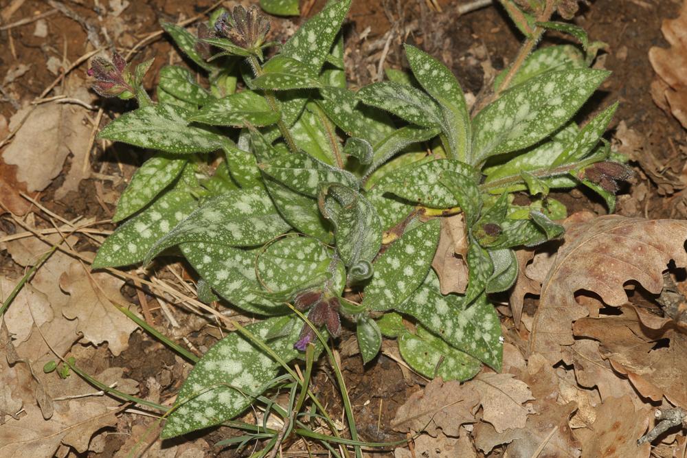 Pulmonaire à feuilles longues des Cévennes, Pulmon Pulmonaria longifolia subsp. cevennensis Bolliger, 1982