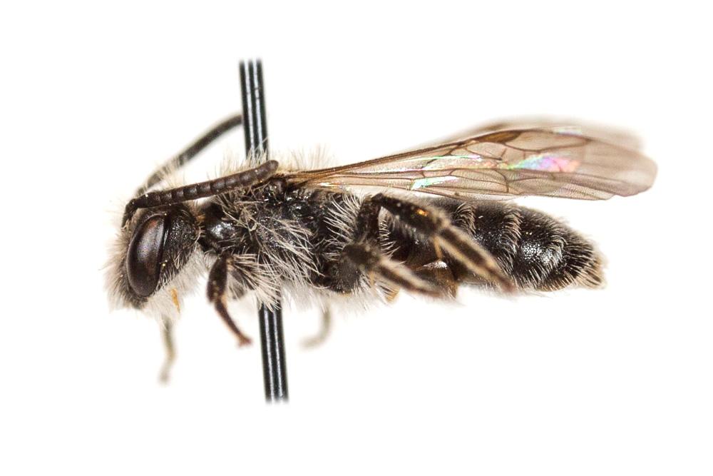 Andrena niveata Friese, 1887