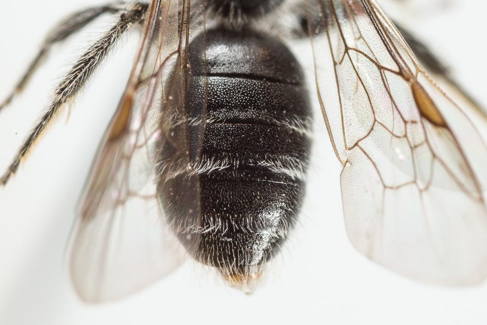 Andrena niveata Friese, 1887