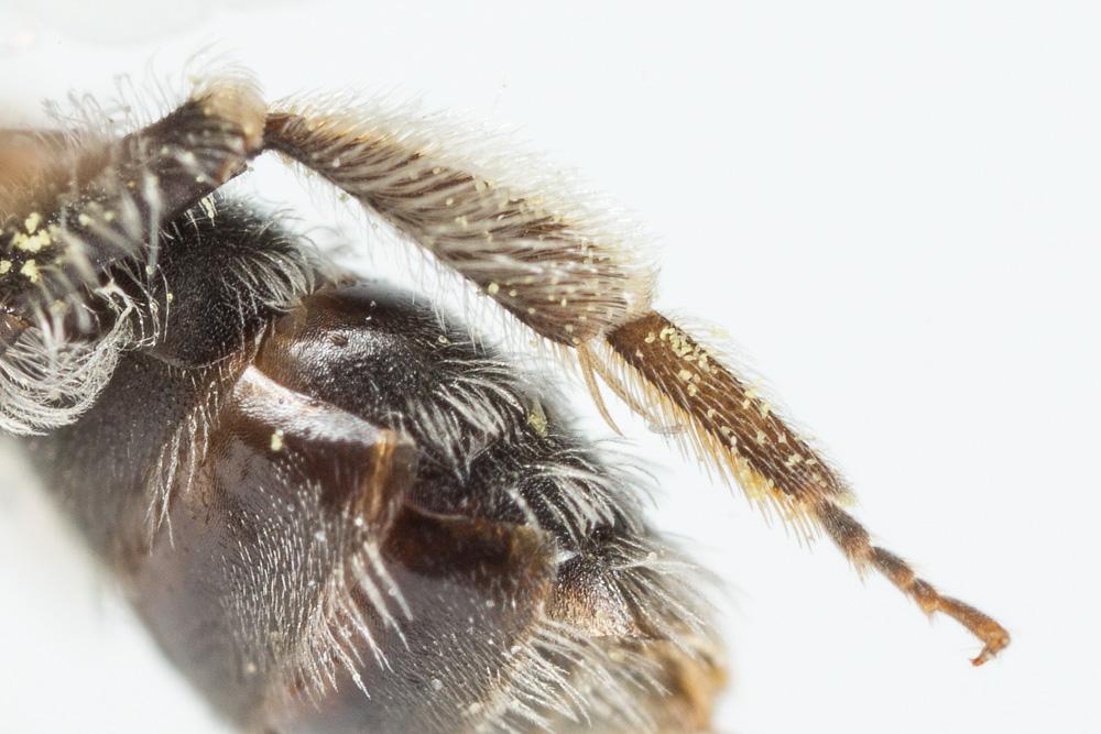  Andrena niveata Friese, 1887