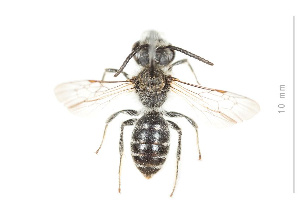 Andrena ovata
